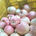 /msite/products/detail/productid/59942492/id/542998.html